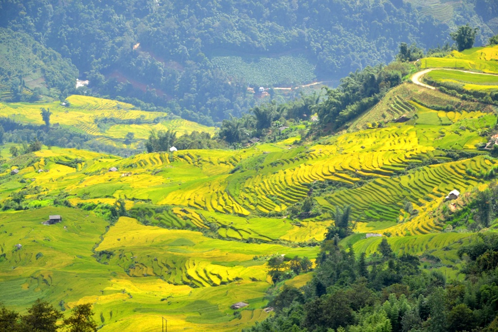 Exploring Vietnam’s Treasures: Ha Long Bay and Sa Pa Named Top Trending Destinations by TripAdvisor Readers
