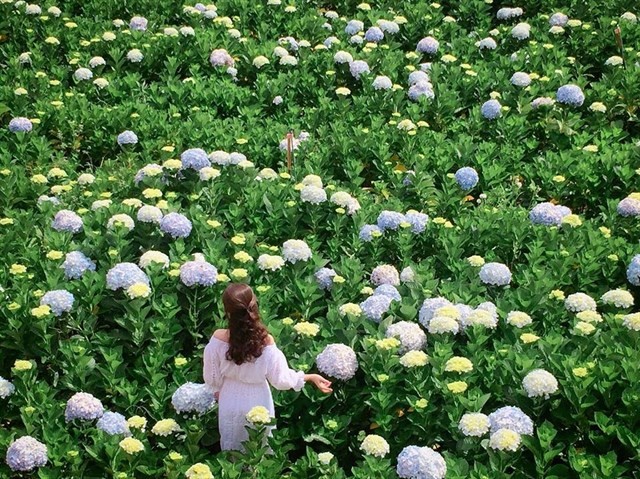 Da Lat: Best Flower and Garden Festival 2024