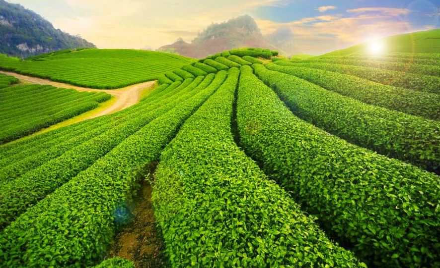 Moc Chau: Your One-Stop Nature Escape