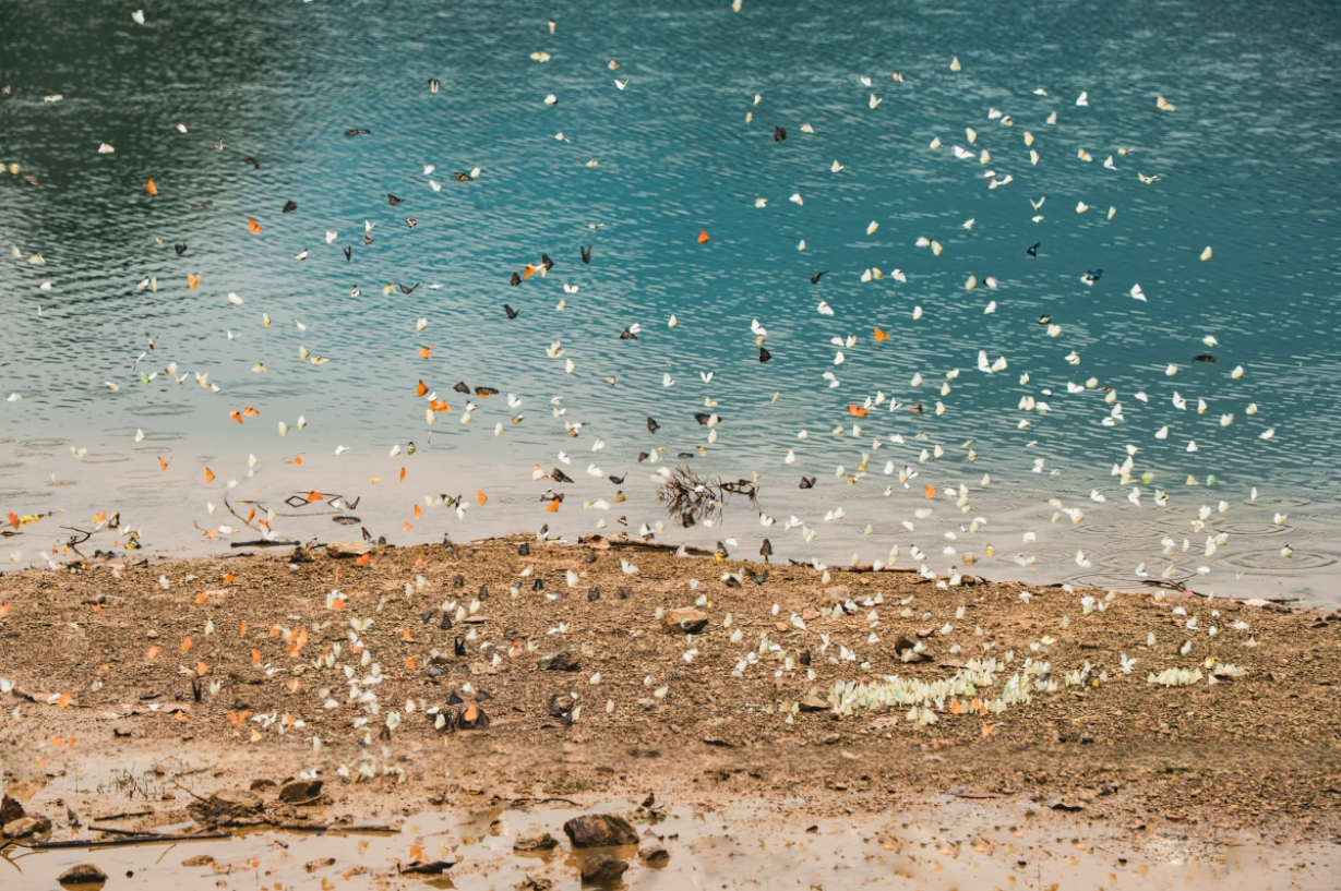 The early butterfly season turns Cuc Phuong into a living wonderland.