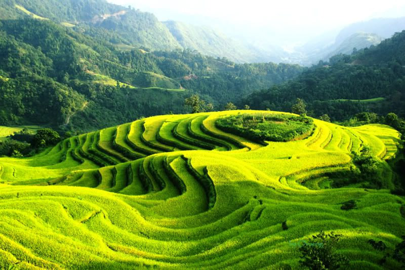 10 Most Beautiful Rice Paddies and Rice Terraces in Vietnam