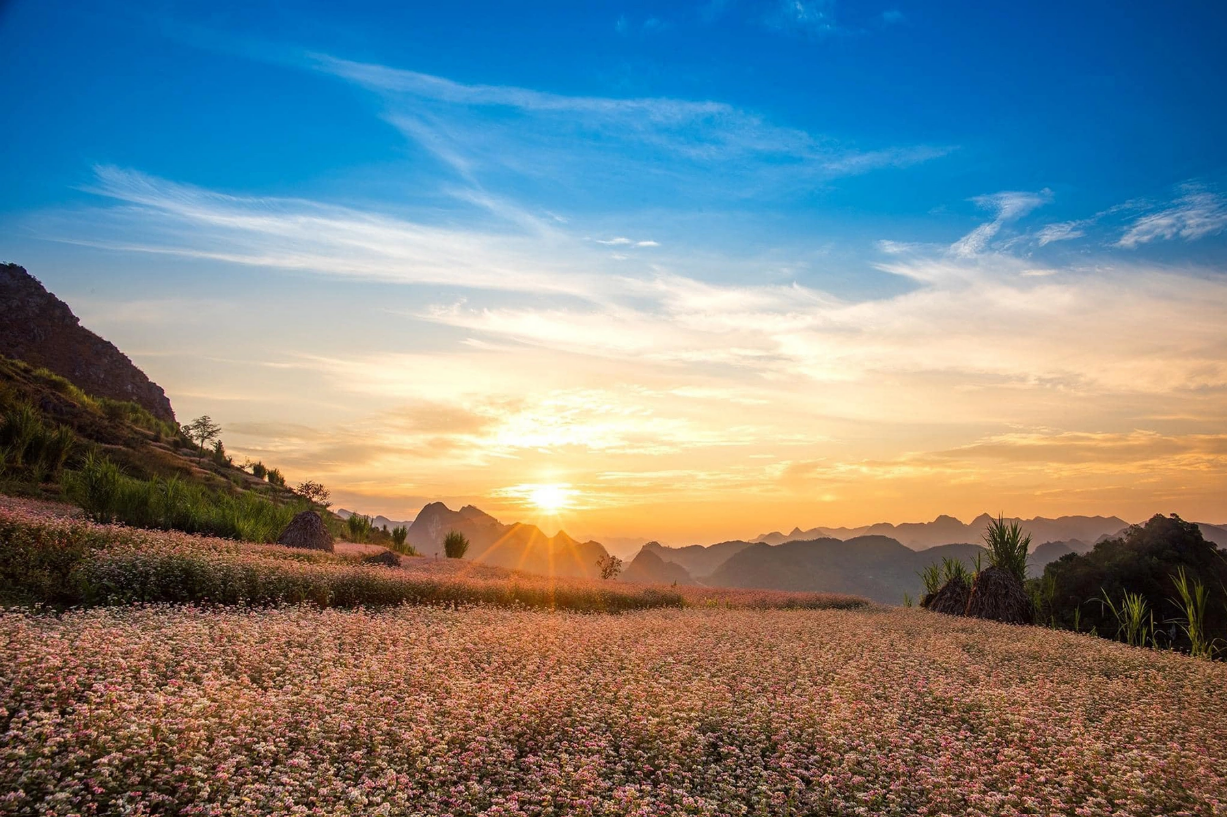 Discover Dong Van’s Buckwheat Flower Season in Northern Vietnam.