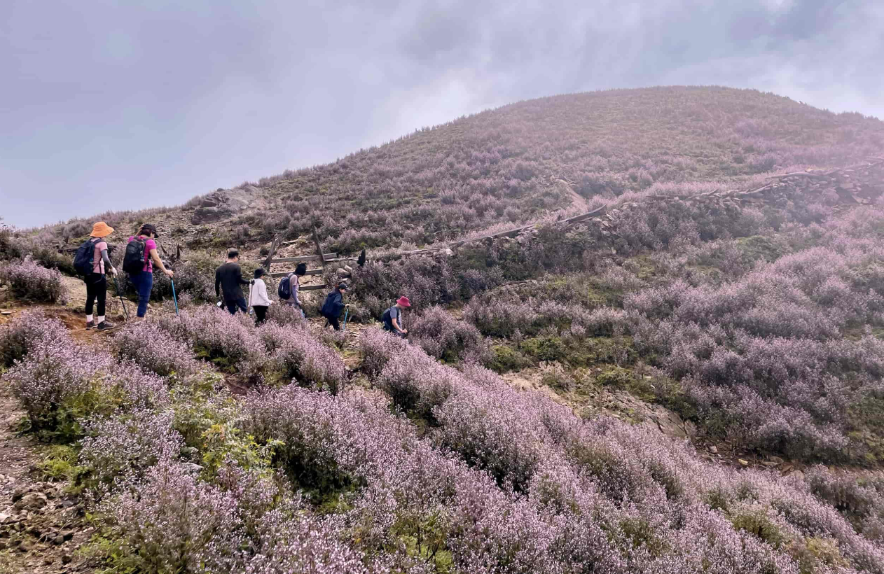 Ta Chi Nhu in Bloom: Trekking Through Vietnam’s Purple Flower Paradise.